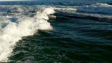 waves and dolphins in sea