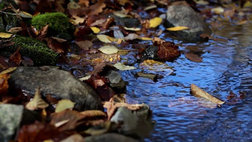 Fallen Leaves in the Water 
