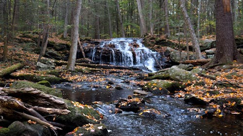 A River in the Forest