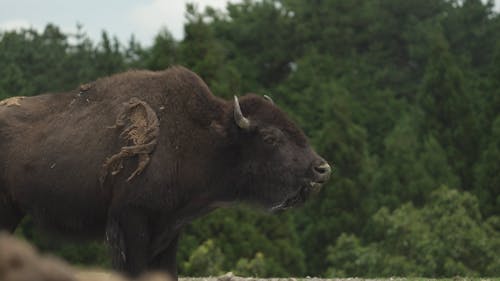 Nature Footage of Grazing Buffalo