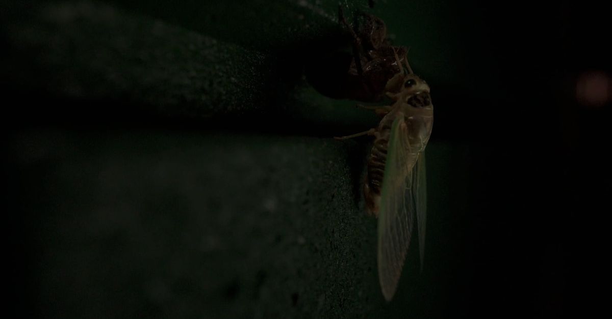 Close-up of Insect at Night Free Stock Video Footage, Royalty-Free 4K ...
