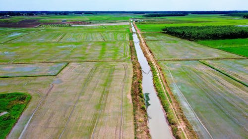 Drone Shot of Rice Paddies