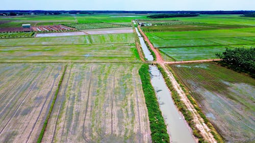 Drone Shot of Rice Fields