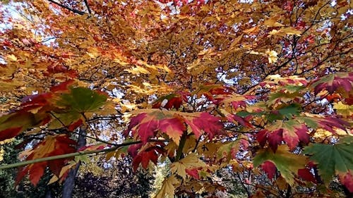 Autumn Colored Leaves on Branches